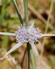 Fotografia da espécie Eryngium corniculatum