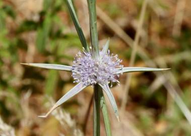 Fotografia da espécie Eryngium corniculatum