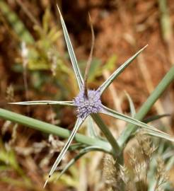 Fotografia da espécie Eryngium corniculatum