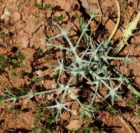 Fotografia da espécie Eryngium corniculatum