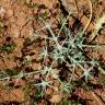 Fotografia 8 da espécie Eryngium corniculatum do Jardim Botânico UTAD