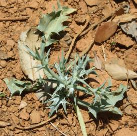 Fotografia da espécie Eryngium corniculatum