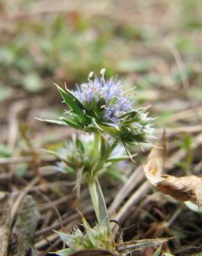 Fotografia 1 da espécie Eryngium viviparum no Jardim Botânico UTAD