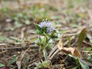 Fotografia da espécie Eryngium viviparum