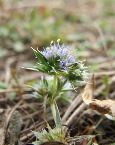 Fotografia de capa Eryngium viviparum - do Jardim Botânico