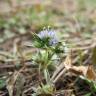 Fotografia 1 da espécie Eryngium viviparum do Jardim Botânico UTAD