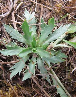 Fotografia 3 da espécie Eryngium viviparum no Jardim Botânico UTAD