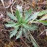Fotografia 3 da espécie Eryngium viviparum do Jardim Botânico UTAD