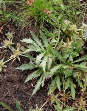 Fotografia 4 da espécie Eryngium viviparum no Jardim Botânico UTAD