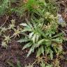 Fotografia 5 da espécie Eryngium viviparum do Jardim Botânico UTAD