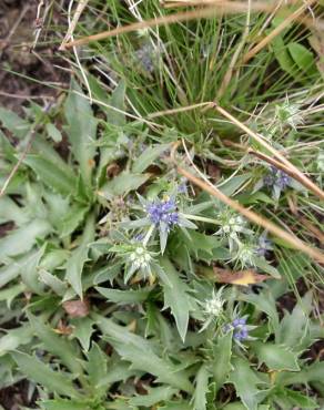 Fotografia 6 da espécie Eryngium viviparum no Jardim Botânico UTAD