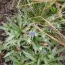 Fotografia 6 da espécie Eryngium viviparum do Jardim Botânico UTAD