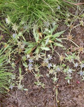 Fotografia 7 da espécie Eryngium viviparum no Jardim Botânico UTAD