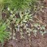 Fotografia 7 da espécie Eryngium viviparum do Jardim Botânico UTAD