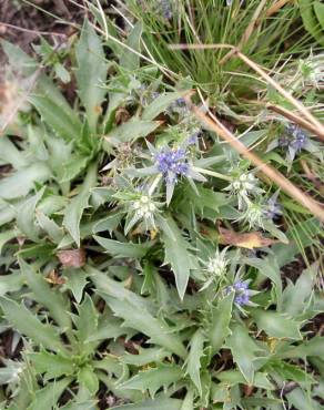 Fotografia 8 da espécie Eryngium viviparum no Jardim Botânico UTAD