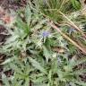 Fotografia 8 da espécie Eryngium viviparum do Jardim Botânico UTAD