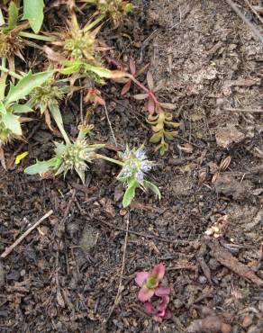 Fotografia 10 da espécie Eryngium viviparum no Jardim Botânico UTAD