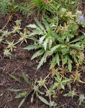 Fotografia 11 da espécie Eryngium viviparum no Jardim Botânico UTAD