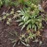 Fotografia 11 da espécie Eryngium viviparum do Jardim Botânico UTAD