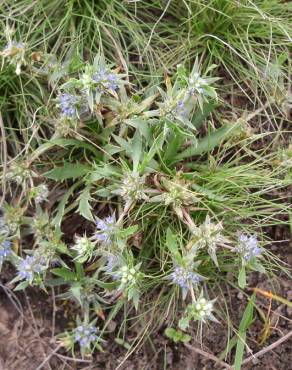 Fotografia 12 da espécie Eryngium viviparum no Jardim Botânico UTAD