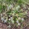 Fotografia 12 da espécie Eryngium viviparum do Jardim Botânico UTAD