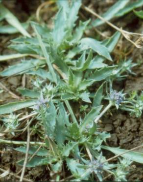 Fotografia 13 da espécie Eryngium viviparum no Jardim Botânico UTAD