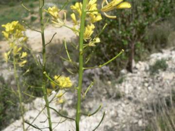 Fotografia da espécie Erucastrum nasturtiifolium subesp. nasturtiifolium