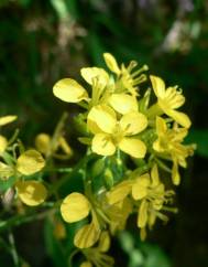 Erucastrum nasturtiifolium subesp. nasturtiifolium