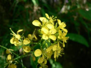 Fotografia da espécie Erucastrum nasturtiifolium subesp. nasturtiifolium