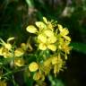 Fotografia 1 da espécie Erucastrum nasturtiifolium subesp. nasturtiifolium do Jardim Botânico UTAD