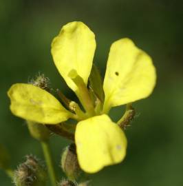 Fotografia da espécie Erucastrum nasturtiifolium subesp. nasturtiifolium