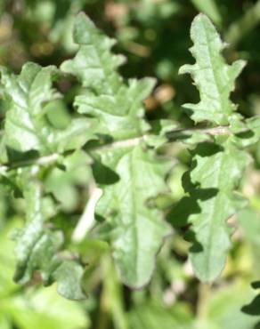 Fotografia 4 da espécie Erucastrum nasturtiifolium subesp. nasturtiifolium no Jardim Botânico UTAD