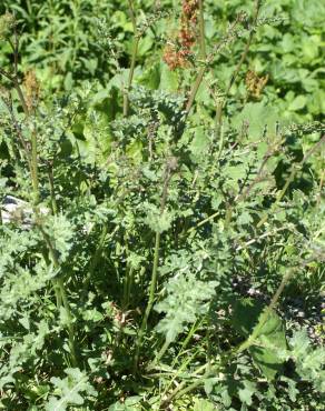 Fotografia 5 da espécie Erucastrum nasturtiifolium subesp. nasturtiifolium no Jardim Botânico UTAD