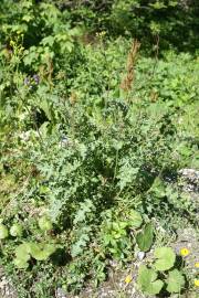 Fotografia da espécie Erucastrum nasturtiifolium subesp. nasturtiifolium