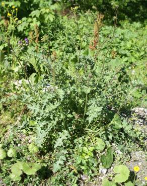 Fotografia 6 da espécie Erucastrum nasturtiifolium subesp. nasturtiifolium no Jardim Botânico UTAD