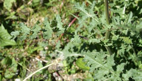 Fotografia da espécie Erucastrum nasturtiifolium subesp. nasturtiifolium