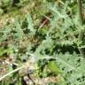 Fotografia 7 da espécie Erucastrum nasturtiifolium subesp. nasturtiifolium do Jardim Botânico UTAD