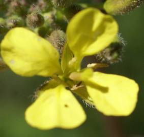 Fotografia da espécie Erucastrum nasturtiifolium subesp. nasturtiifolium