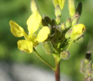 Fotografia da espécie Erucastrum nasturtiifolium subesp. nasturtiifolium