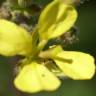Fotografia 11 da espécie Erucastrum nasturtiifolium subesp. nasturtiifolium do Jardim Botânico UTAD
