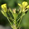 Fotografia 12 da espécie Erucastrum nasturtiifolium subesp. nasturtiifolium do Jardim Botânico UTAD