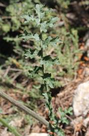 Fotografia da espécie Erucastrum nasturtiifolium subesp. nasturtiifolium