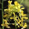 Fotografia 14 da espécie Erucastrum nasturtiifolium subesp. nasturtiifolium do Jardim Botânico UTAD