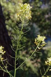 Fotografia da espécie Erucastrum nasturtiifolium subesp. nasturtiifolium