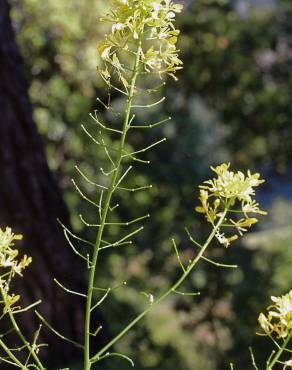 Fotografia 15 da espécie Erucastrum nasturtiifolium subesp. nasturtiifolium no Jardim Botânico UTAD