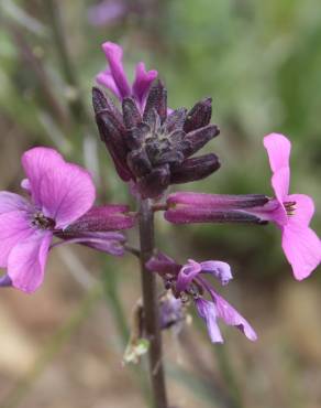 Fotografia 1 da espécie Erysimum lagascae no Jardim Botânico UTAD