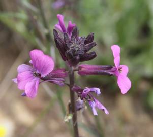 Fotografia da espécie Erysimum lagascae