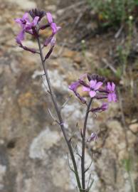 Fotografia da espécie Erysimum lagascae