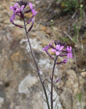 Fotografia 2 da espécie Erysimum lagascae no Jardim Botânico UTAD