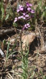 Fotografia da espécie Erysimum lagascae